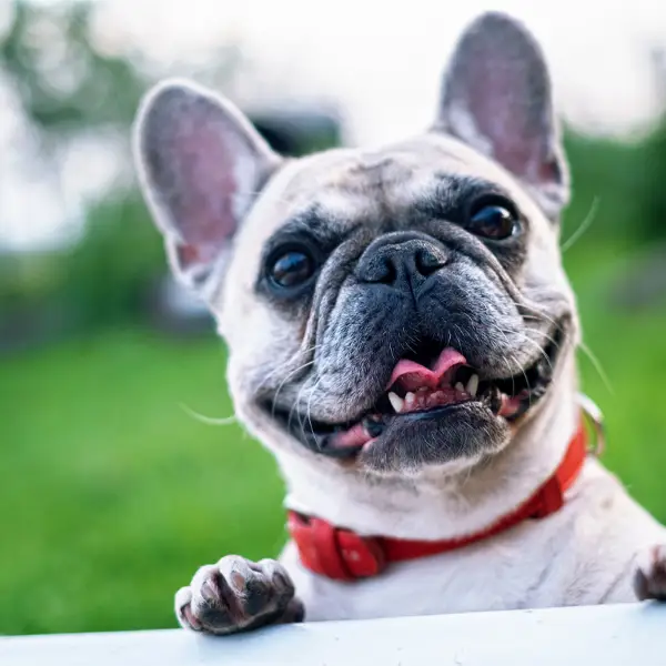 Regal Communities Pet & Breed Restrictions
